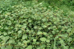 Triumfetta rhomboidea